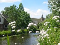 Bloeiende kikkerbloemen langs de Montfoortse of Nieuwe Vaart